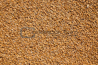 wheat grains .  harvesting