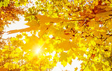 maple leaves against the sun