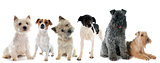 group of terrier