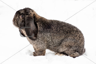Rabbit on the snow