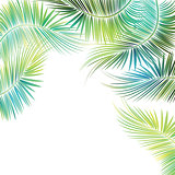 Palm tree branches.