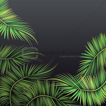 Palm tree branches.