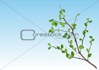 Summer season nature. Branch with green leaves against the blue sky