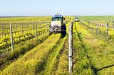  Tractors spraying the vineyard