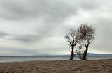 Two lone trees on the shore