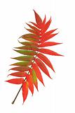 Scarlet Rowan Leaf