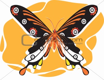 Butterfly,