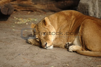 Lion resting