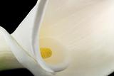 Close-up of a white calla lily