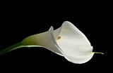 Elegant white calla lilly