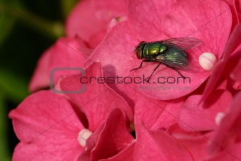 Resting fly on hydrangea