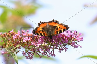 Butterfly (Aglais urticae) on lilac