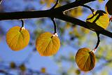 Three backlit leaves 