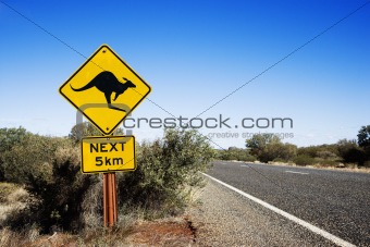 Kangaroo crossing Australia
