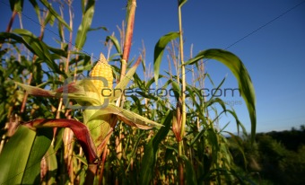 Openned corn crop.