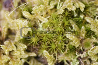 Mossy groundcover
