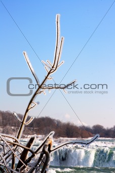 Frozen bush branch.