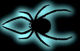 Black spider. (Latrodectus mactans tredecimguttatus) 