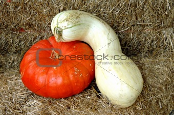 Gourd hugs Pumpkin