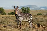 Cape Mountain Zebra (Equus zebra)