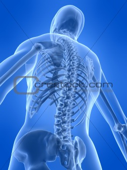 human skeletal back