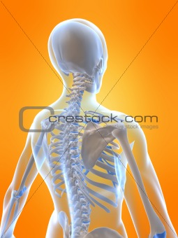human skeletal back