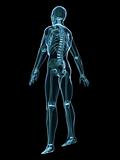 x-ray human skeleton