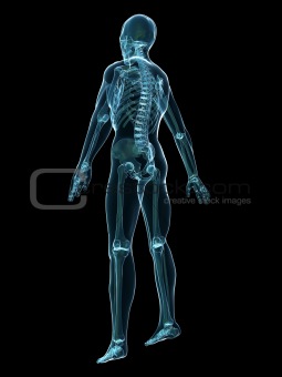 x-ray human skeleton