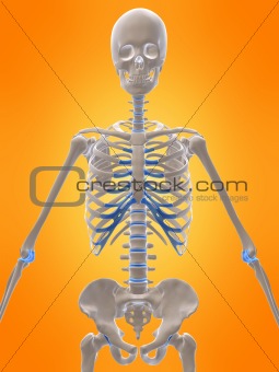 3d skeleton