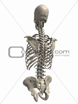 human torso