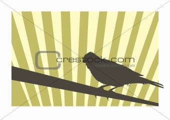 Canary bird 2