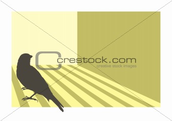 Canary bird 3
