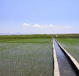 irrigation of rice field