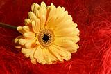 yellow gerbera daisy with droplets