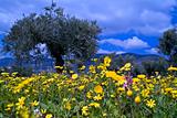  wild flowers in olive grove
