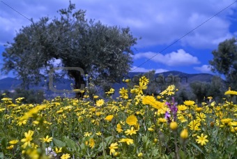  wild flowers in olive grove