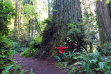 kid in redwood forest