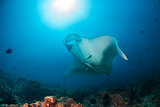 A giant oceanic manta ray