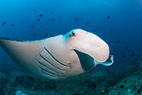 A close up of a manta ray