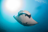 A gaint oceanic manta ray swimming overhead