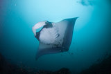 A manta swimming overhead