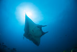 A manta ray taken from bellow