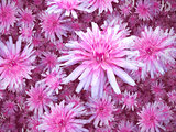 Purple White Flowers background