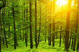 Pine forest in golden sunlight