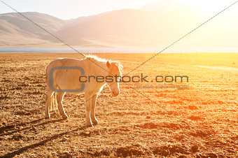Horse at grass land