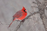 Fluffed Cardinal