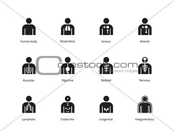 Human Body Systems icons on white background.