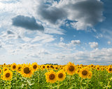 Big field sunflowers