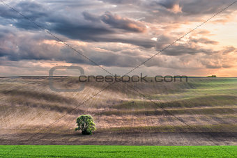 Landscape with lonely tree