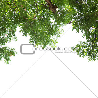 Under the tree with branch
